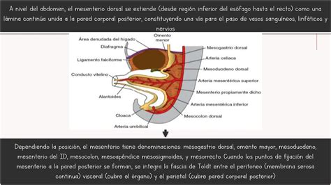 Sist Digestivo Embriolog A Langman Pptx