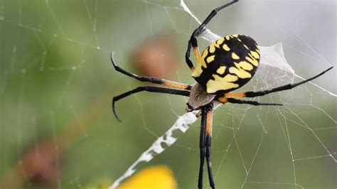 Fliegende Riesenspinne breitet sich an der US Ostküste aus