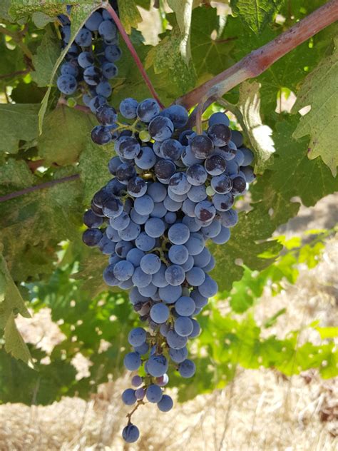 Petite Sirah Grape Plants