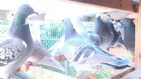 Racing Pigeon Breeders YouTube