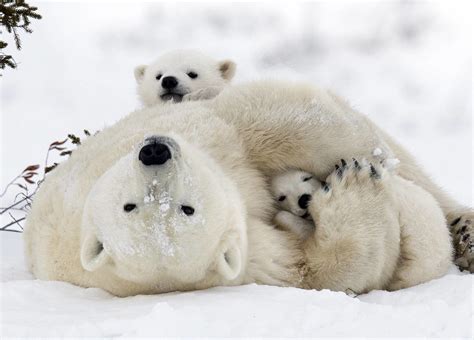 Polar Bears: Species Facts, Info & More | WWF.CA