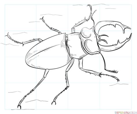 How To Draw A Stag Beetle Step By Step Drawing Tutorials