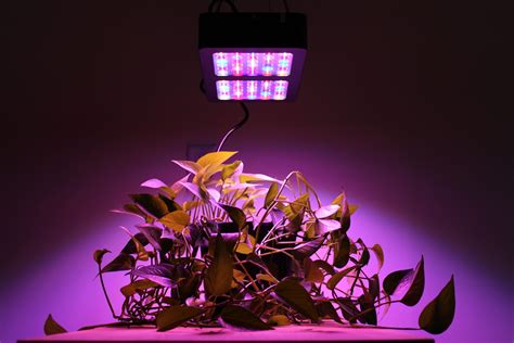 6 Best Led Grow Lights 2024 Guide This Old House