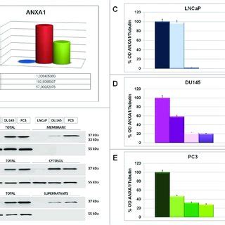 A Rt Pcr For Anxa Mrna Expression In Lncap Du And Pc Cells