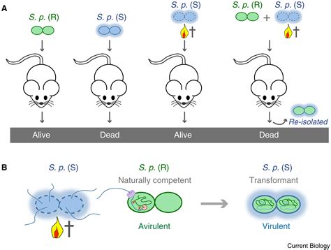 Natural Competence For Transformation Current Biology