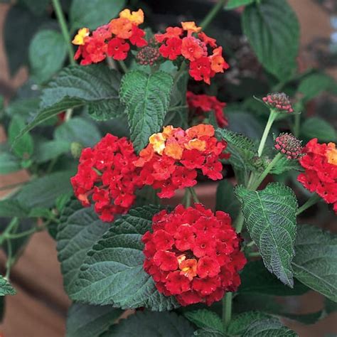 In Red Mounding Lantana Plant The Home Depot