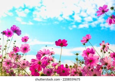 Beautiful Cosmos Flowers Garden Stock Photo 2208559675 | Shutterstock