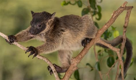 Video Tree Kangaroos Expert Climbing Skills Australian Geographic