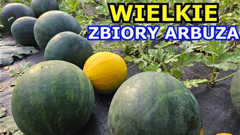 Wielkie Arbuzobranie Wietne Zbiory Arbuza Uprawa Arbuza W Polsce