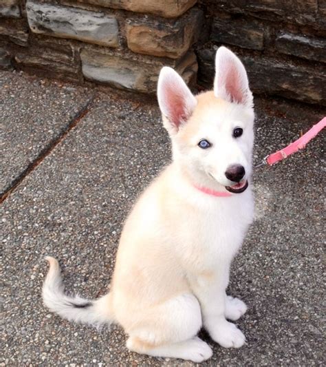 White Siberian Husky German Shepherd Mix
