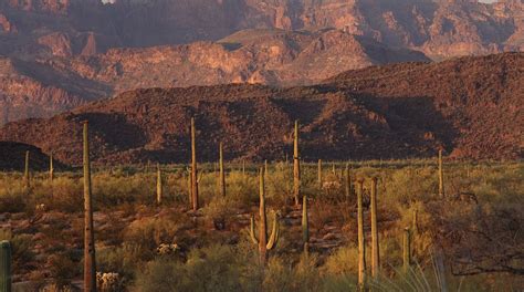 Ajo Travel Guide: Best of Ajo, Arizona Travel 2024 | Expedia.co.in