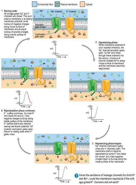 35 Explain The Function And Structure Of Sodium And Potassium Pump