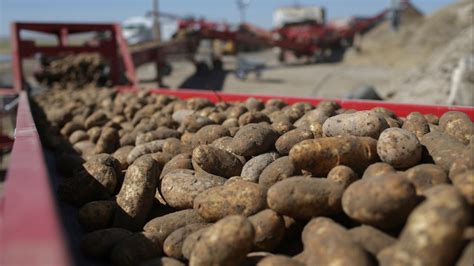 Drought And Dry Conditions Hurt Idahos Potato Crop