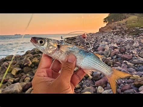 Como Pescar Con Lisa Viva De Orilla Pesca Con Carnada Viva YouTube