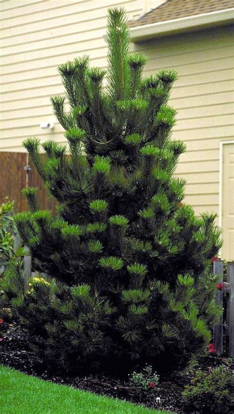 Sosna Czarna Pinus Nigra Pyramidalis 8931946172 Oficjalne Archiwum