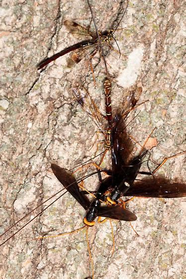 Giant Ichneumons Megarhyssa Atrata Bugguide Net