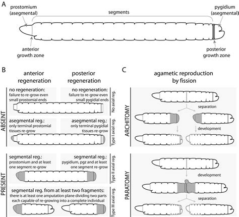 Regeneration Asexual Reproduction