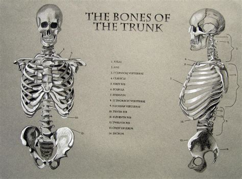 Bones of the Trunk by Ahnen on DeviantArt