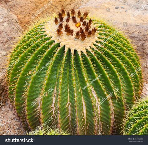 The Big Round Cactus On The Rock Stock Photo 313652069 Shutterstock