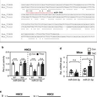 MiR 31 5p Is A Direct Target Of Tincr A Tincr Contains Sequences Which