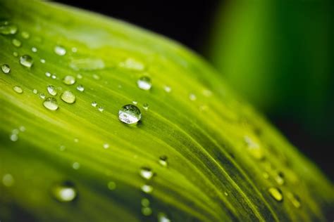 Folha Verde Gotas De Gua Gotas De Orvalho Da Manh Brilham Ao Sol