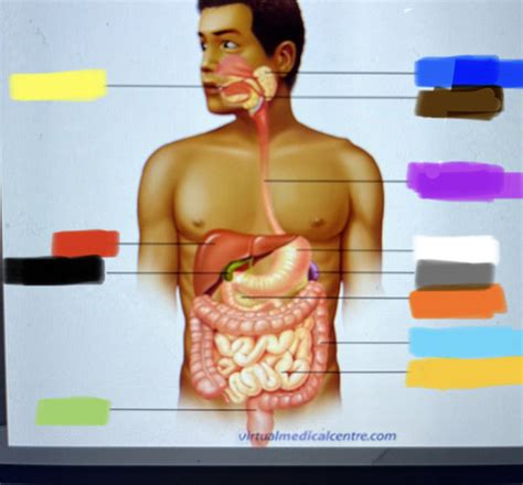 Digestive System Flashcards Quizlet