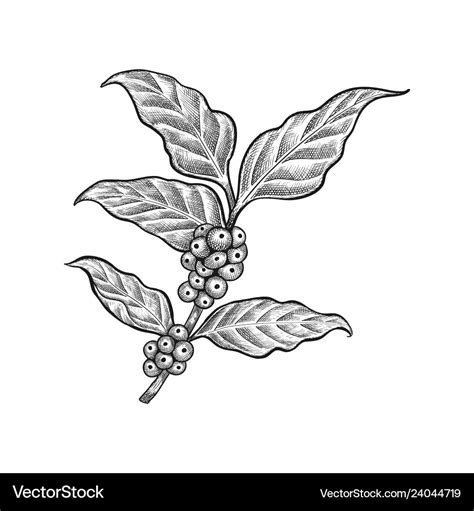 Coffee leaf Royalty Free Vector Image - VectorStock