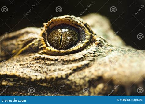 Close Up Of An Alligator Eye Stock Image Image Of Domestic Fear