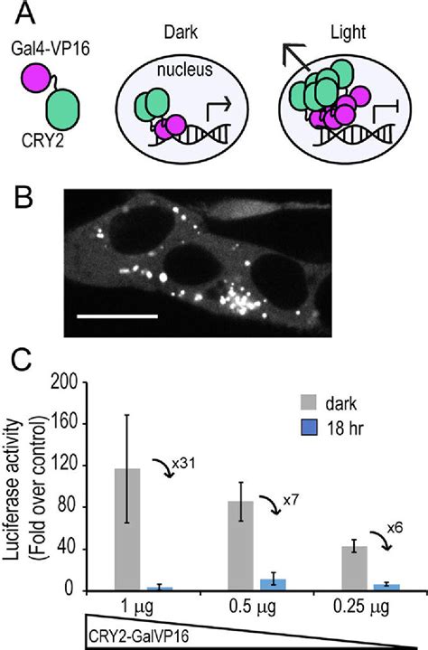 Table From Advances In Optogenetic Regulation Of Gene Expression In