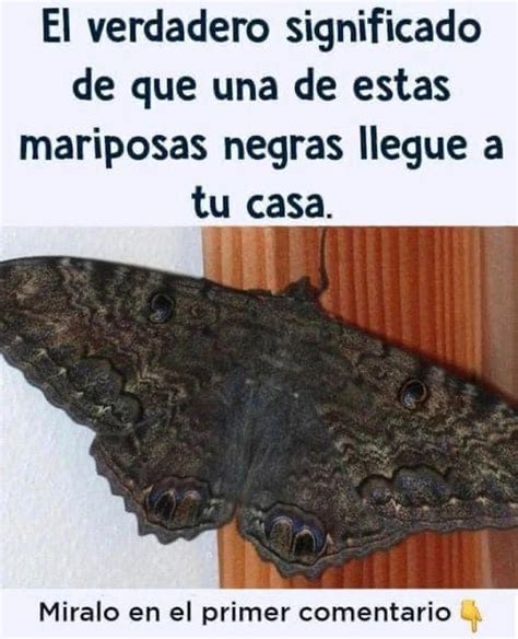 Este Es El Significado De La Mariposa En Tu Hogar Salud