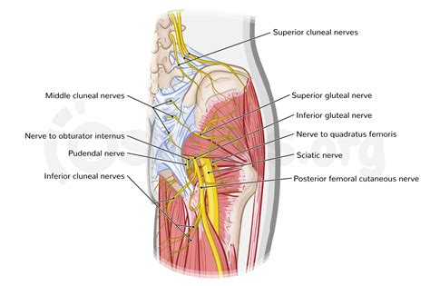 Superior Gluteal Nerve Model