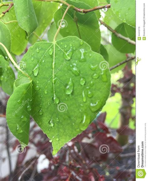 有雨下落的叶子 库存照片 图片 包括有 绿色 下落 特写镜头 叶子 64410770