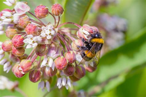 Bee Foraging Photograph By Alain De Maximy Fine Art America