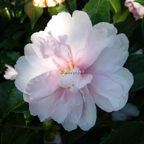 Camellia Sasanqua Jean May Tous Les Arbustes Pépinières Côte Sud