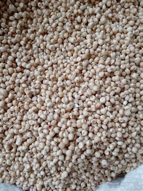 White Jowar Maldandi Whole Grains At Rs 65 Kg In Pandharpur ID