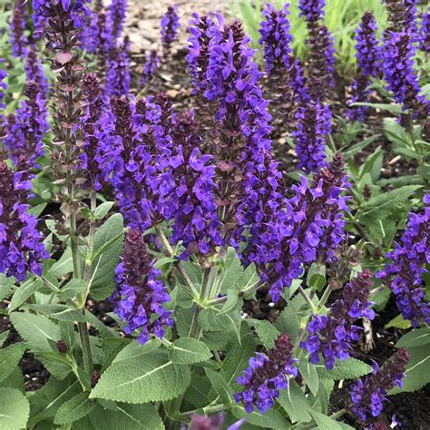 Salvia 'Violet Profusion' - Garden Crossings