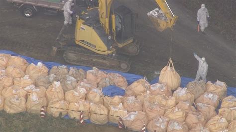 高病原性鳥インフル確認の養鶏場 10万4000羽の殺処分進む 福島・飯舘村 福島のニュース│tuf