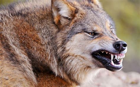 Aggressioni Dei Lupi Al Bestiame Aic Denuncia Oltre Il Danno La Beffa