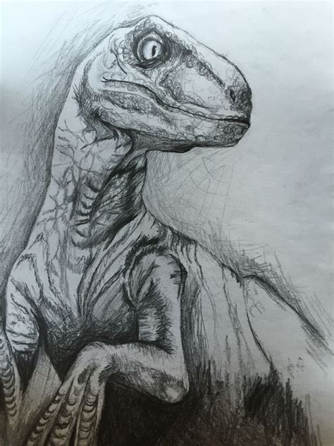 Velociraptor By Katie Librizzi Dinosaur Drawing Dinosaur Art