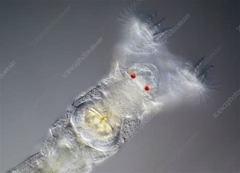 Close Up Of Head Of A Bdelloid Rotifer Stock Image C0086586