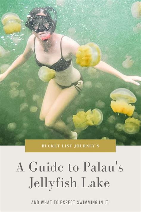 A Guide to Swimming in Palau's Freshwater Jellyfish Lake