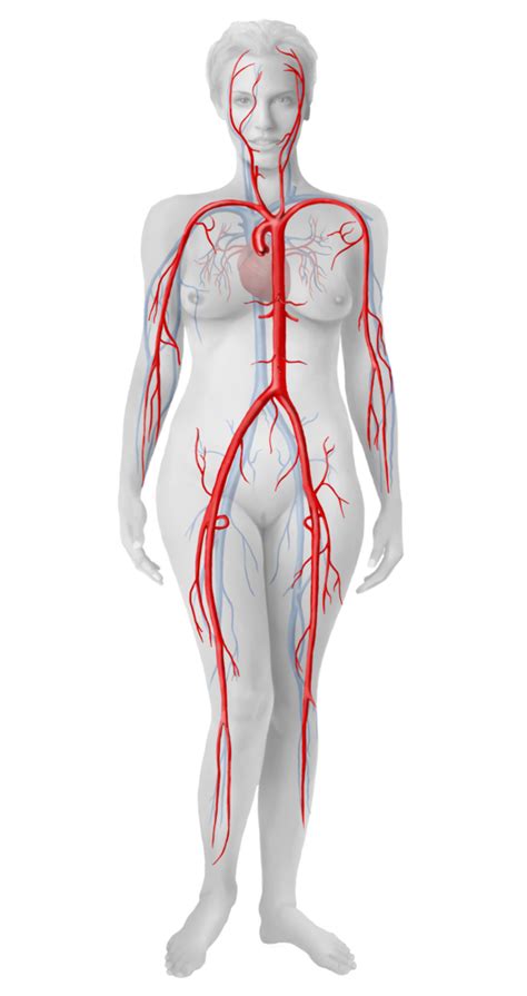 Arterien Diagram Quizlet