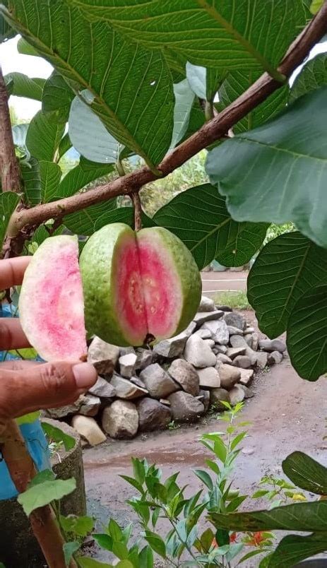 Jambu Kristal Merah Red Diamond Wilujeng Tani