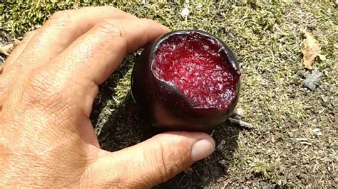 Delicious Black Diamond Plum Prunus Domestica Ssp Italica Var