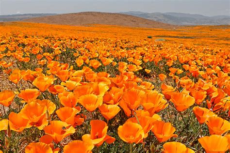 The Poppy Fields - Antelope Valley by Peter Tellone