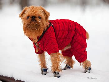 Getting Comfortable with Dog Booties: Top Trainer Tips