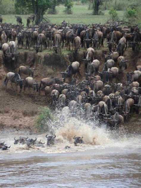 Masai Mara Wildebeest migration