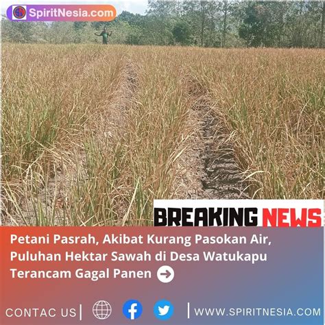 Petani Pasrah Akibat Kurang Pasokan Air Puluhan Hektar Sawah Di Desa