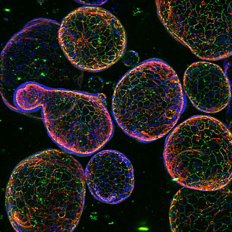 D Cell Culture In Vitro Modeling Explores New Depths