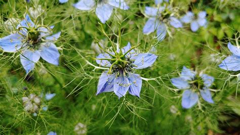 nigella stock  images  backgrounds